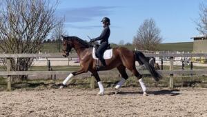 Billede 05.04.2023 13.09.17